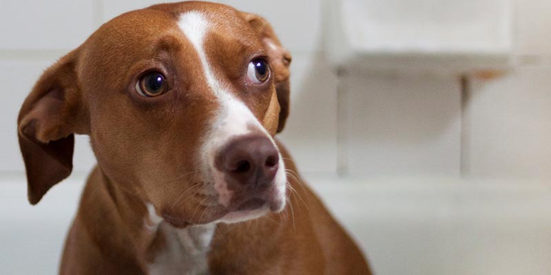 Reforço Constante: Celebre Cada Pequena Vitória - inspiração 1