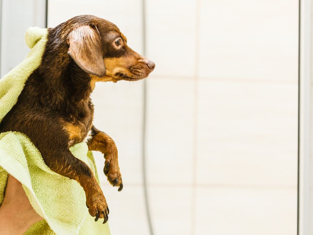 Primeiros Contatos: Secador Ligado, Sem Direcionar ao Cão - inspiração 1