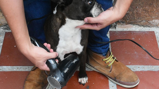 Utilizando Brinquedos e Comida para Distração Ativa - inspiração 1