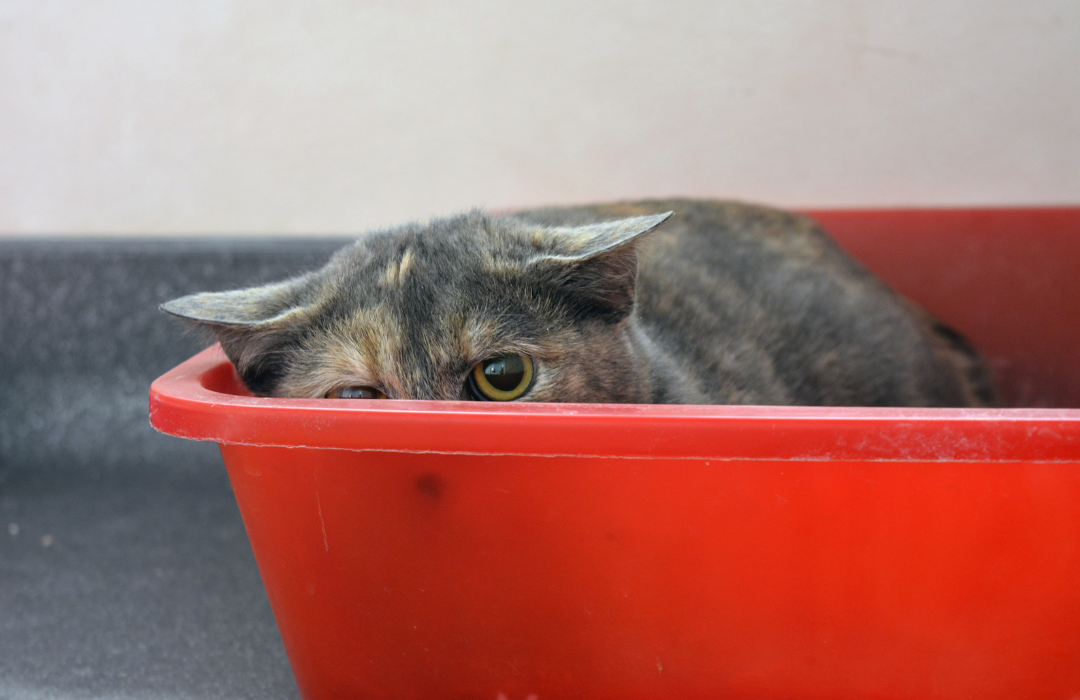 Utilizando Brinquedos e Comida para Distração Ativa - inspiração 2