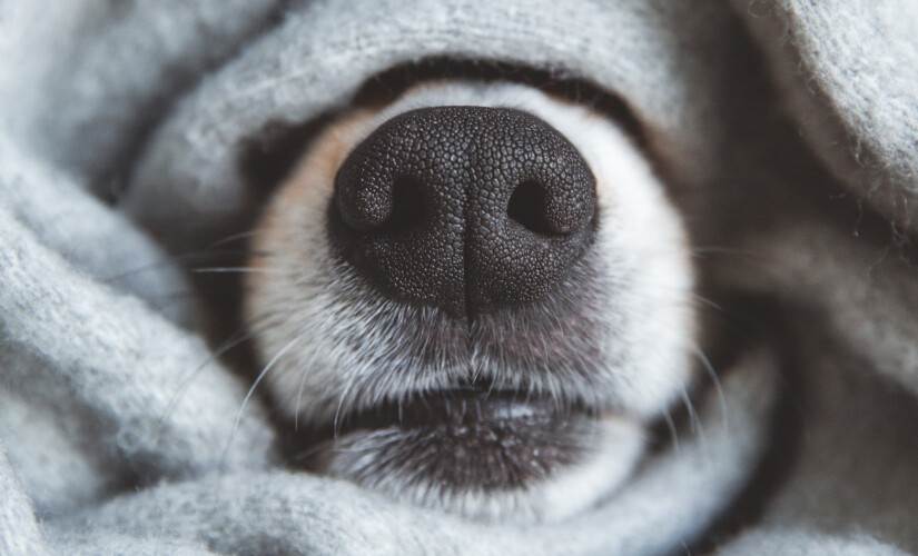 A Temperatura Corporal e a Umidade do Nariz - inspiração 2