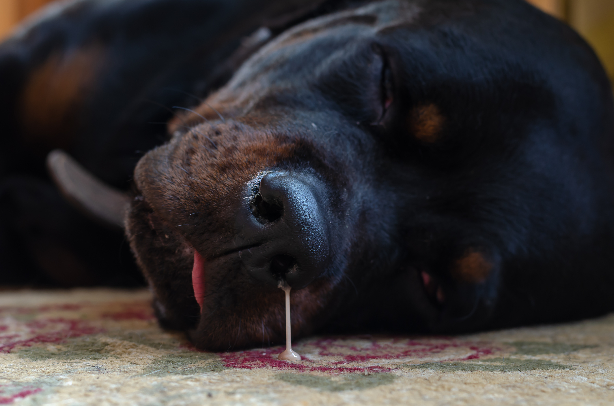 O Papel do Veterinário na Avaliação da Saúde do Seu Pet - inspiração 1