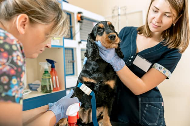 O Papel do Veterinário na Avaliação da Saúde do Seu Pet - inspiração 2