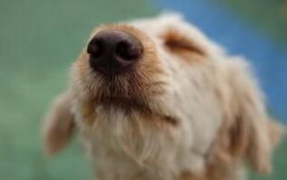 Fatores Naturais que Podem Secar o Nariz do Seu Cão - inspiração 2