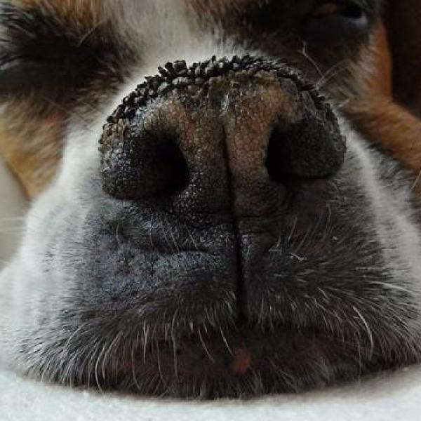 O Nariz Seco e o Comportamento do Seu Pet - inspiração 1