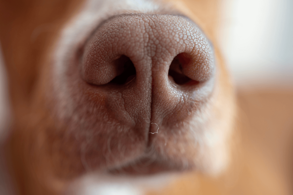 Quando a Febre Realmente Pode Estar Presente - inspiração 1