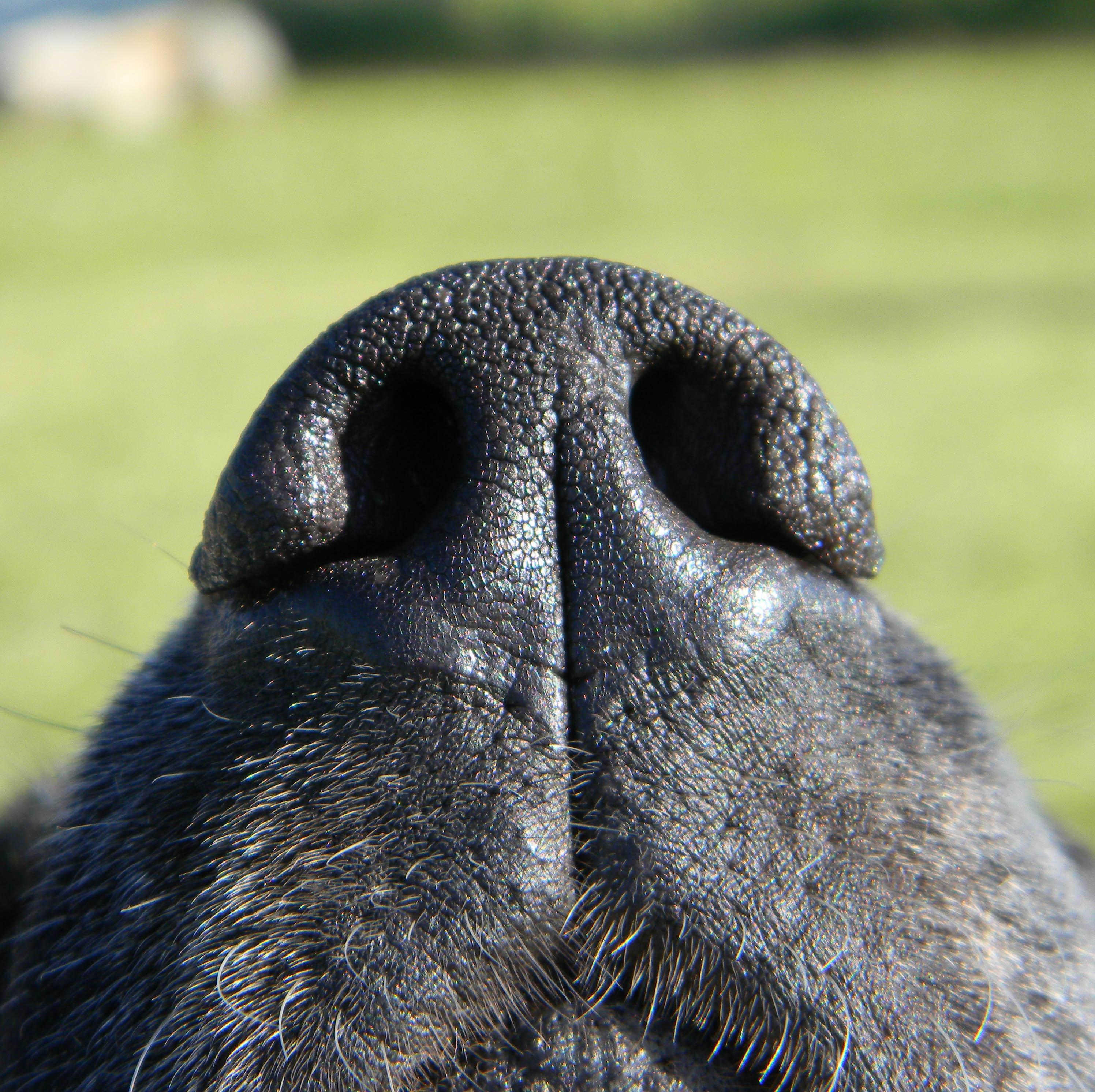 A Importância da Hidratação para o Bem-Estar Canino - inspiração 2