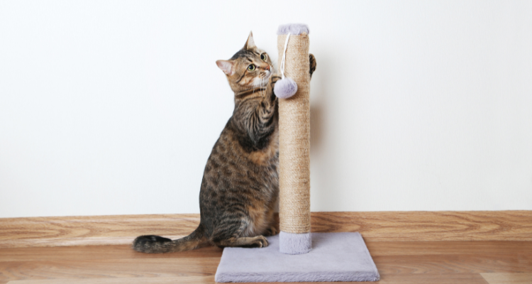 Arranhador Interativo com Brinquedos: Diversão Completa - inspiração 3