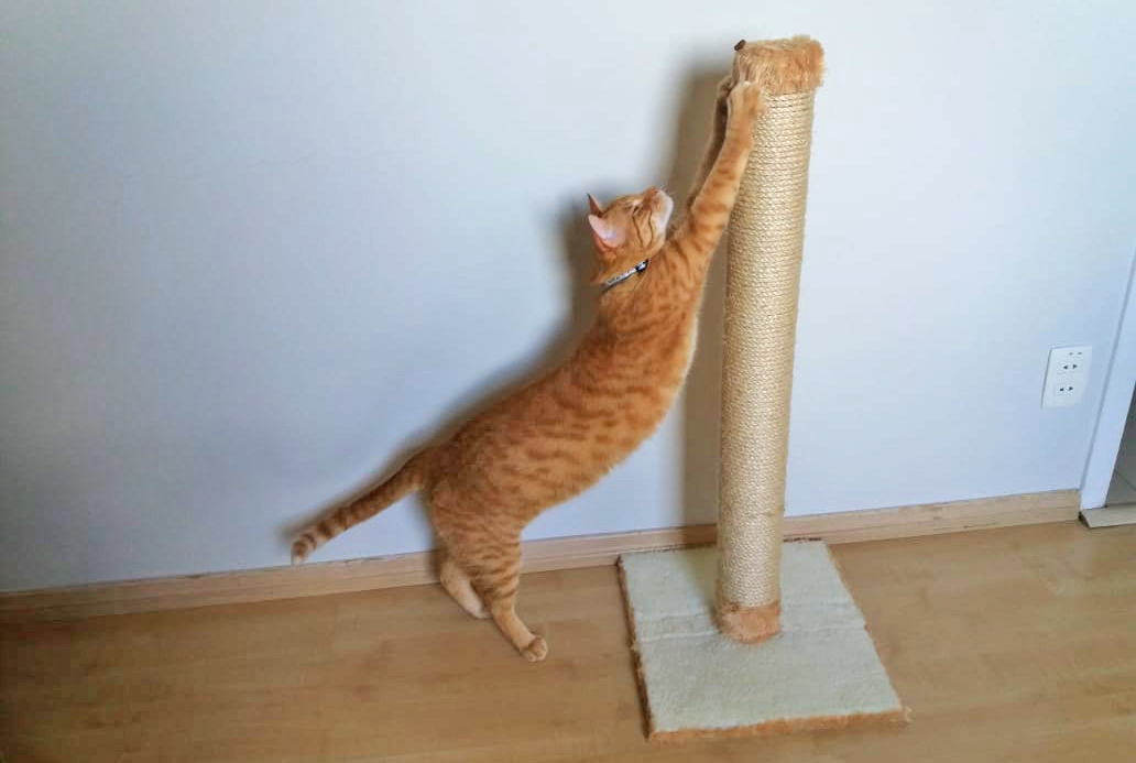 Arranhador em Formato de Túnel: Aventura Garantida - inspiração 3