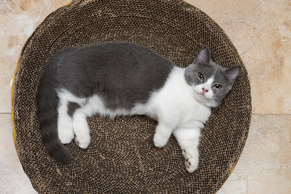 Arranhador com Múltiplas Camadas: Desafio Divertido - inspiração 1