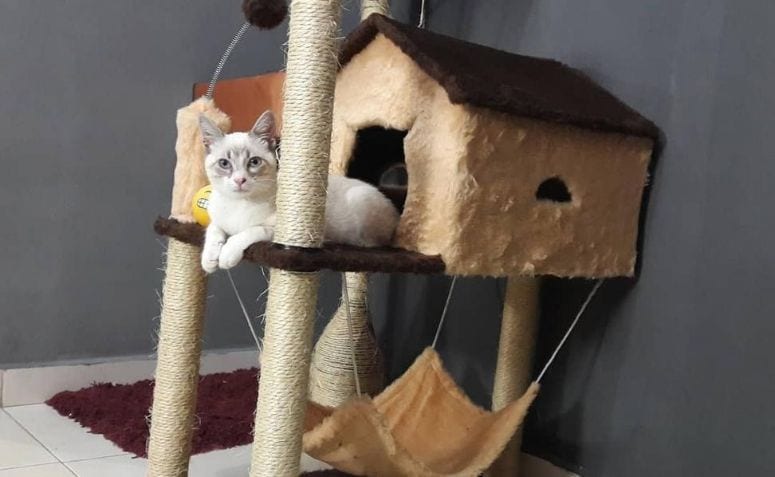 Arranhador com Múltiplas Camadas: Desafio Divertido - inspiração 3