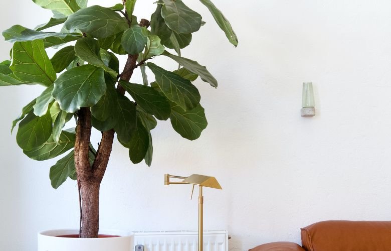 Solucionando Folhas Amareladas ou Caindo: O Que Fazer? - inspiração 2