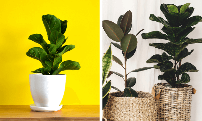 O Segredo da Rega na Medida Certa - inspiração 2