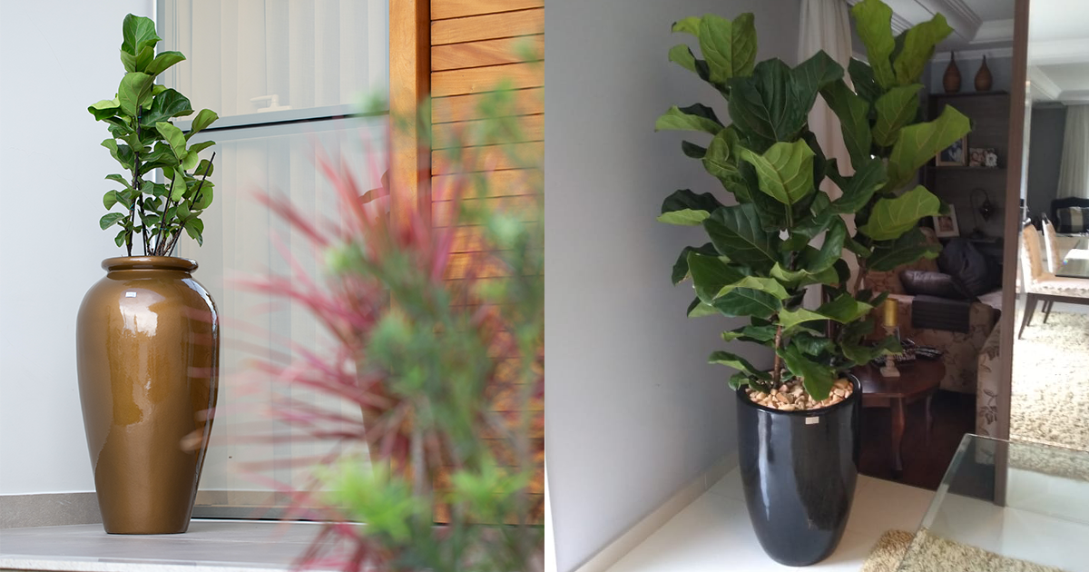 A Importância da Umidade no Ambiente - inspiração 2