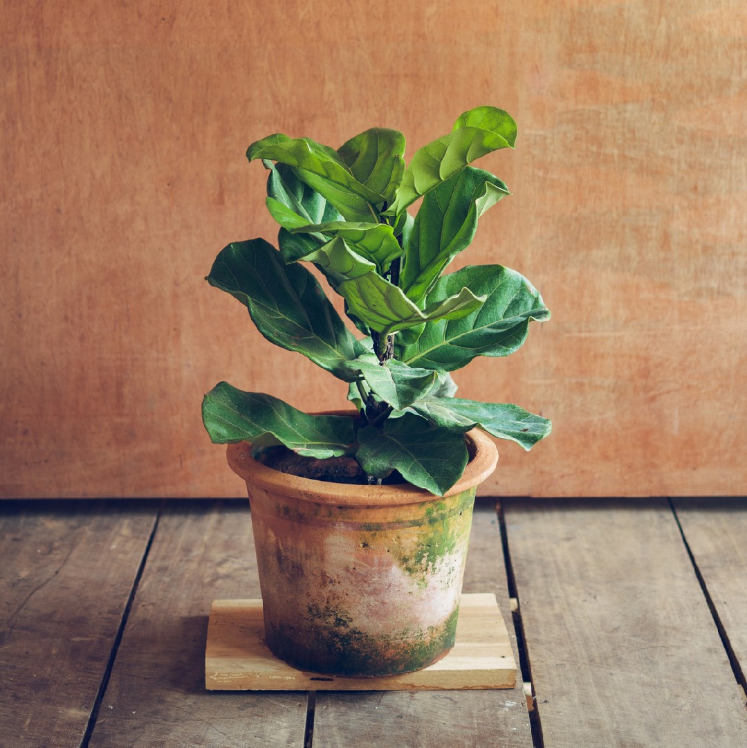 Quando e Como Fertilizar seu Ficus Lyrata - inspiração 2