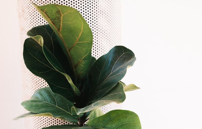 Limpando as Folhas: Brilho e Saúde - inspiração 1