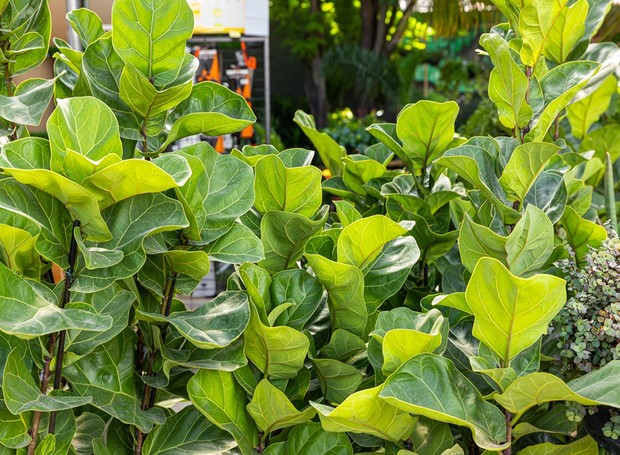 Limpando as Folhas: Brilho e Saúde - inspiração 2