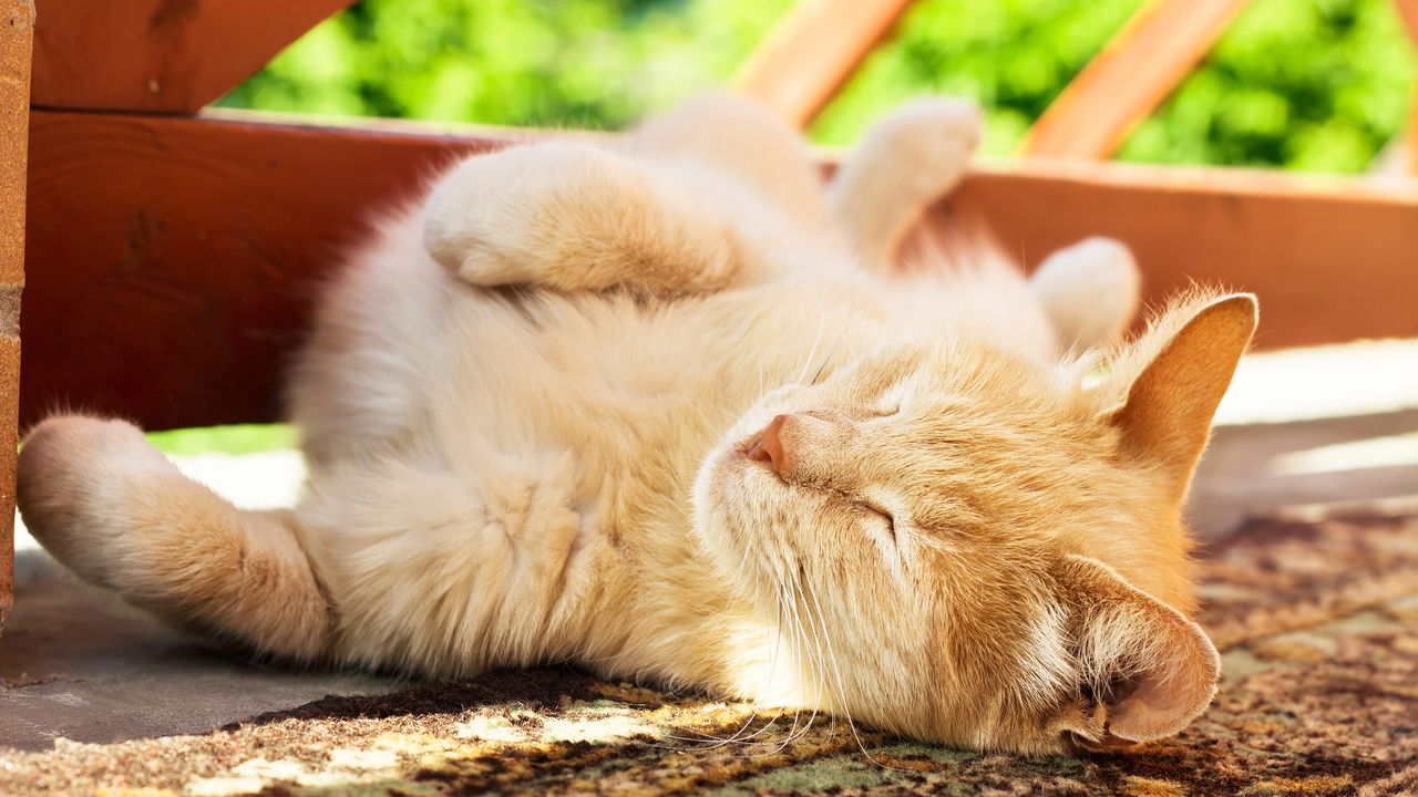 Conforto e Segurança: O Sol Como Um Abraço Quentinho - inspiração 1