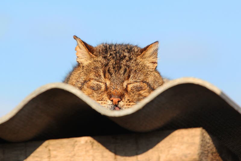 Energia Vital: O Sol Como Fonte de Bem-Estar e Relaxamento - inspiração 2