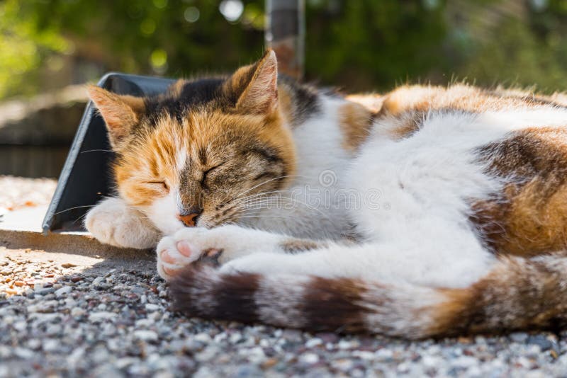 Instinto Ancestral: Lembranças da Vida Selvagem e Seus Hábitats - inspiração 2