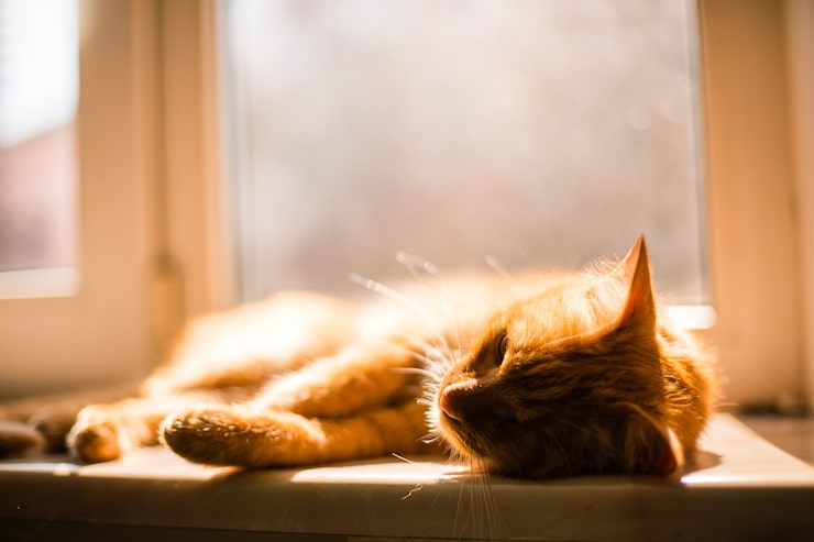 A Ciência Por Trás do Soninho: Ciclos de Sono e Vigília Felina - inspiração 2