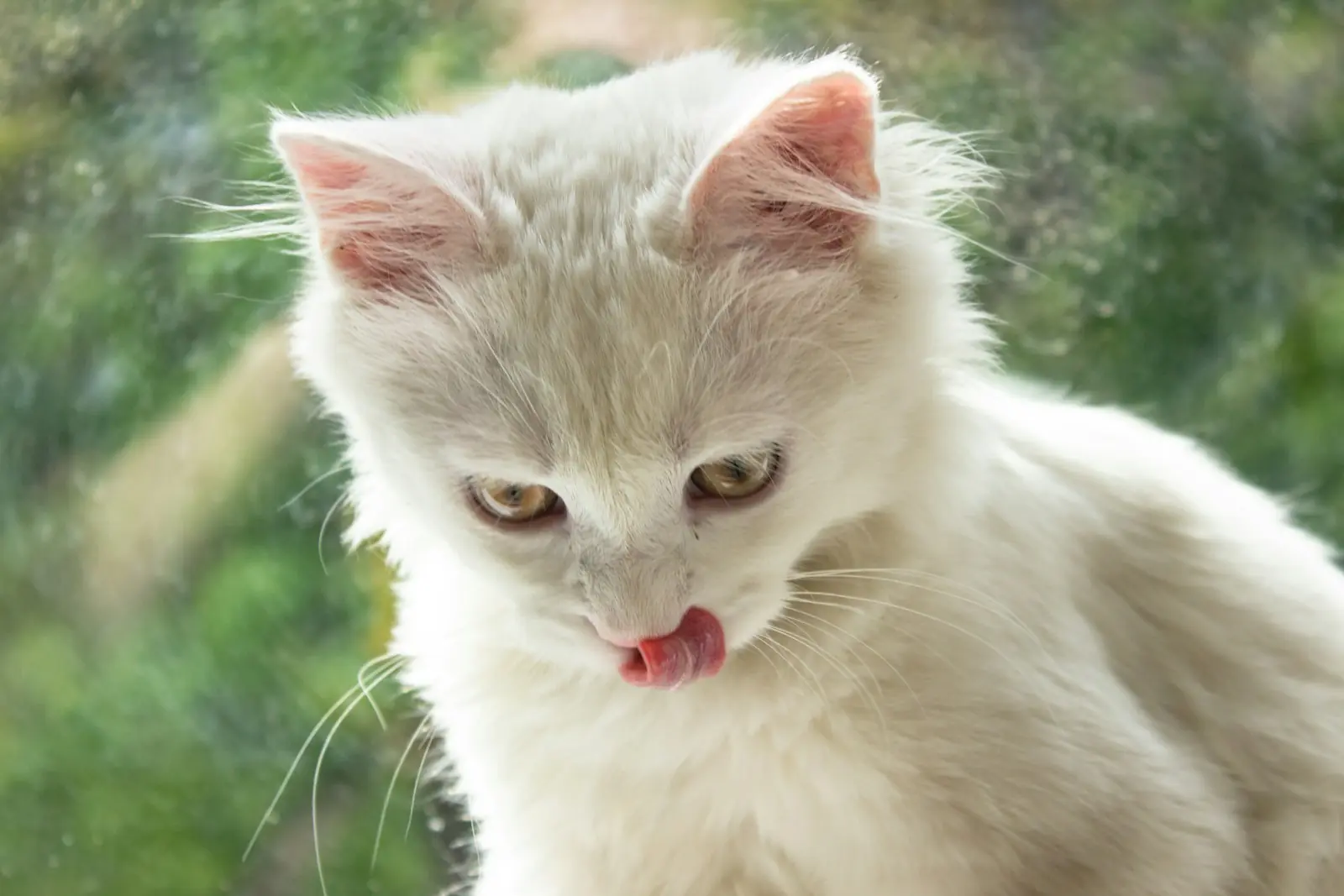 Integrando o Ronronar Felino à Sua Rotina de Bem-Estar - inspiração 1