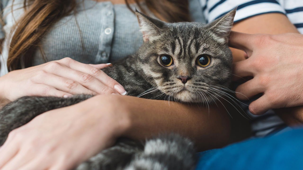 Menos Estresse, Mais Saúde: Como o Ronronar Afeta Nossos Níveis de Ansiedade - inspiração 1
