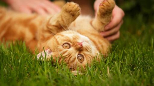 Menos Estresse, Mais Saúde: Como o Ronronar Afeta Nossos Níveis de Ansiedade - inspiração 2