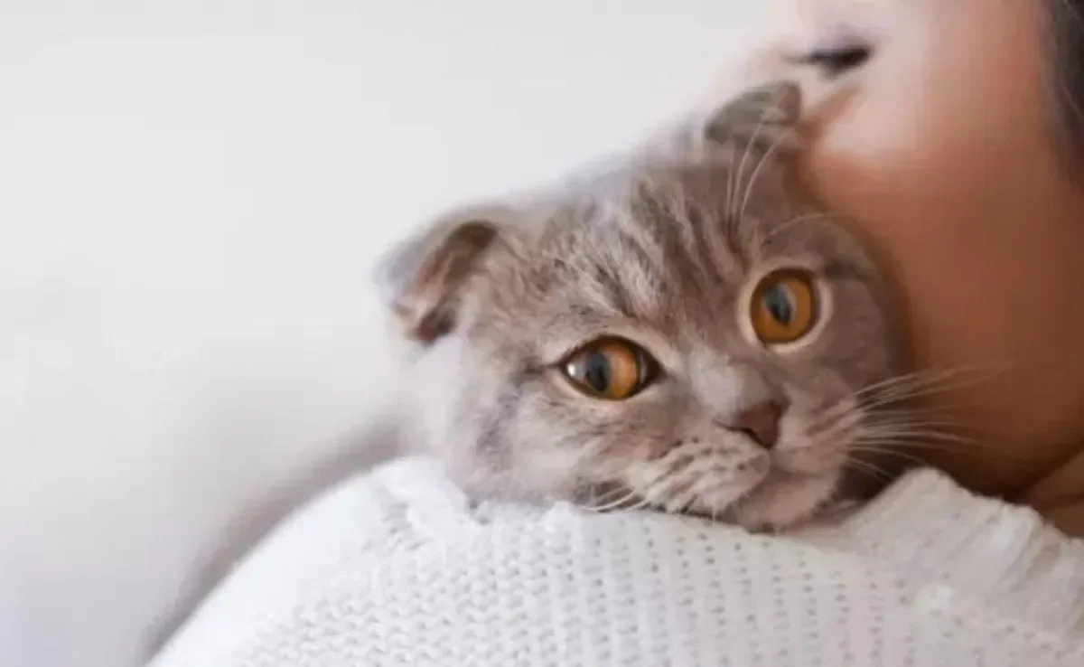 O Efeito Analgésico do Ronronar: Alívio Natural para Dores e Desconfortos - inspiração 2