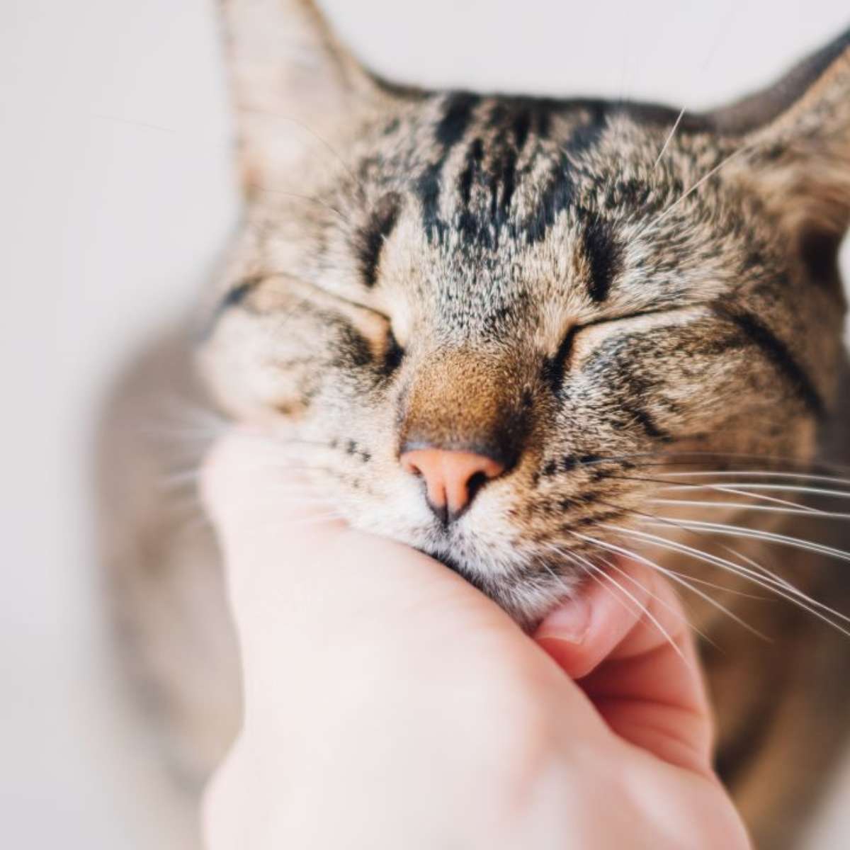 Fortalecendo Ossos e Músculos: A Ciênciapor Trás da Regeneração - inspiração 2