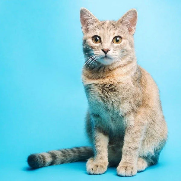 Saúde Cardiovascular em Dia: O Impacto Positivo das Vibrações Felinas - inspiração 2