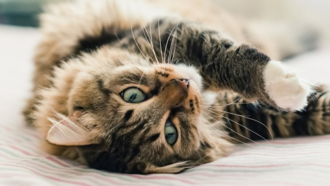 O Poder Terapêutico do Ronronar na Recuperação de Fraturas - inspiração 1