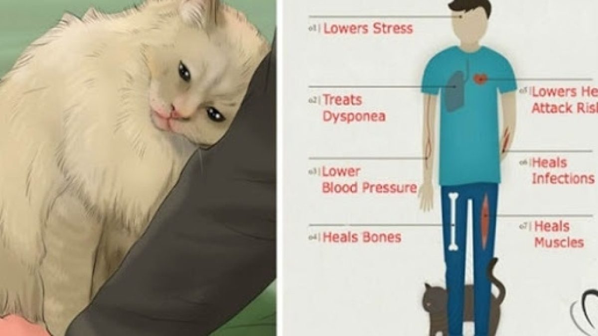 O Poder Terapêutico do Ronronar na Recuperação de Fraturas - inspiração 2