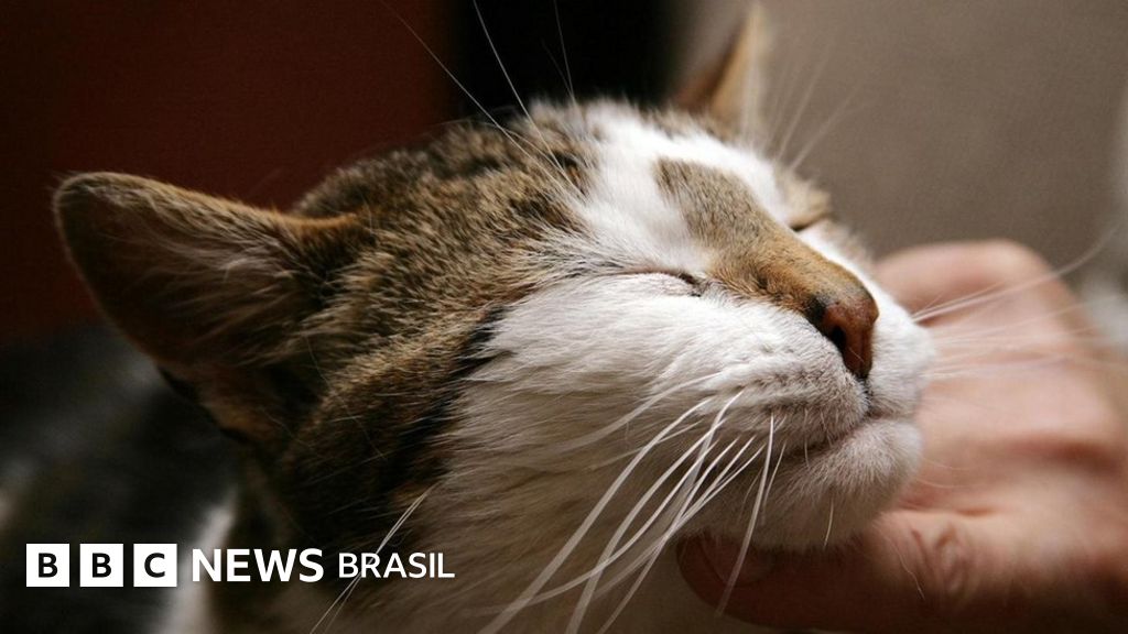 Como Induzir um Ronronar Terapêutico no Seu Pet - inspiração 2