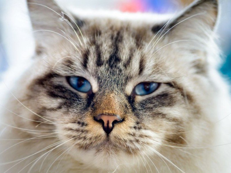 O Ronronar como Ferramenta para Bebês e Crianças: Calma e Desenvolvimento - inspiração 2