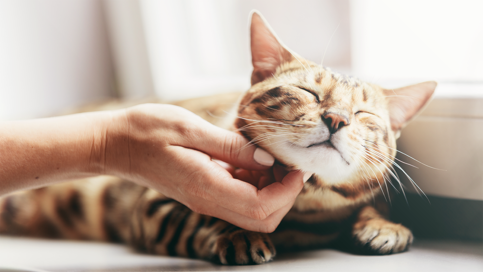 Evidências Científicas: O Que os Estudos Revelam Sobre o Ronronar - inspiração 2