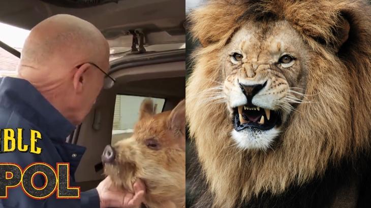 Bebês animais: o lado fofo e a responsabilidade - inspiração 2