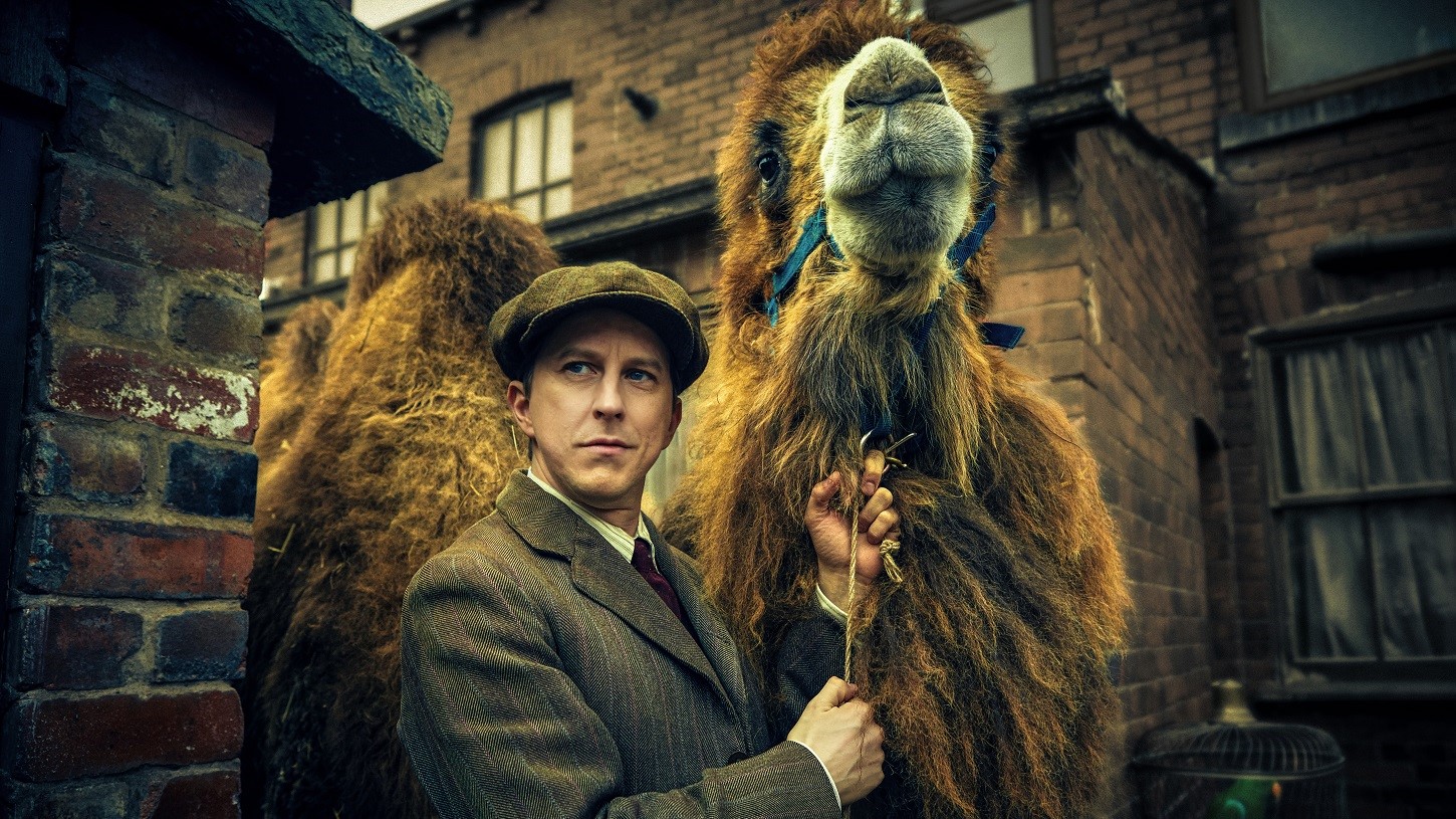 Saúde animal: como é o cuidado veterinário de perto - inspiração 1