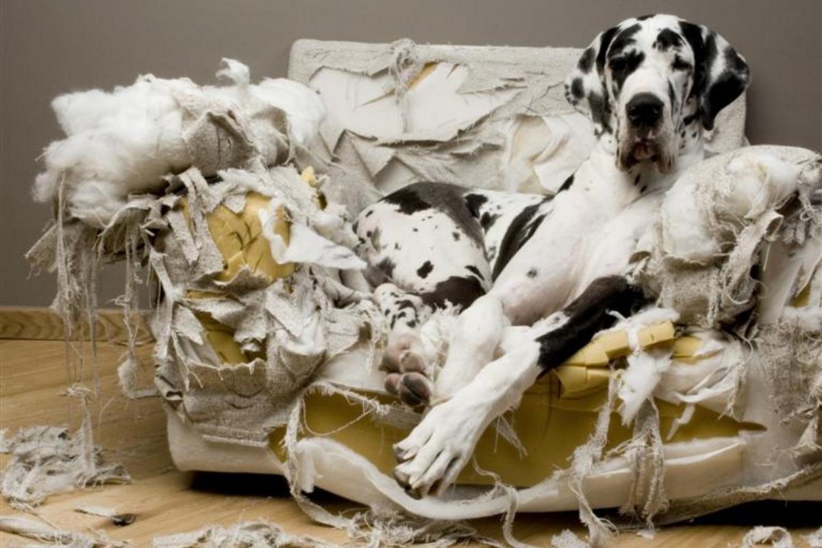 Ofereça brinquedos apropriados: distração inteligente para seu pet. - inspiração 1