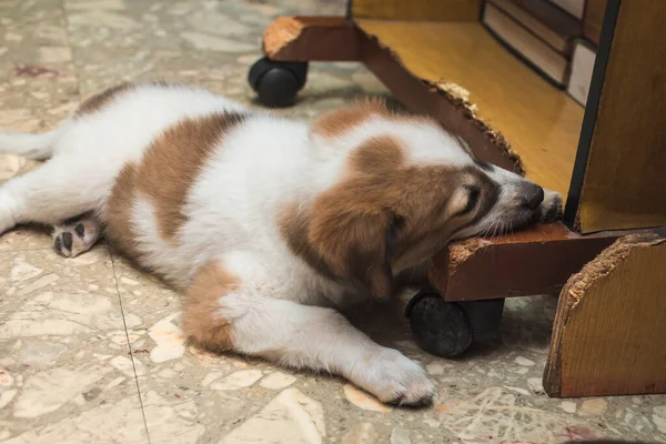 Ofereça brinquedos apropriados: distração inteligente para seu pet. - inspiração 2