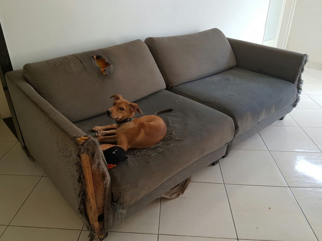 Treinamento com reforço positivo: ensine o que pode e o que não pode. - inspiração 2