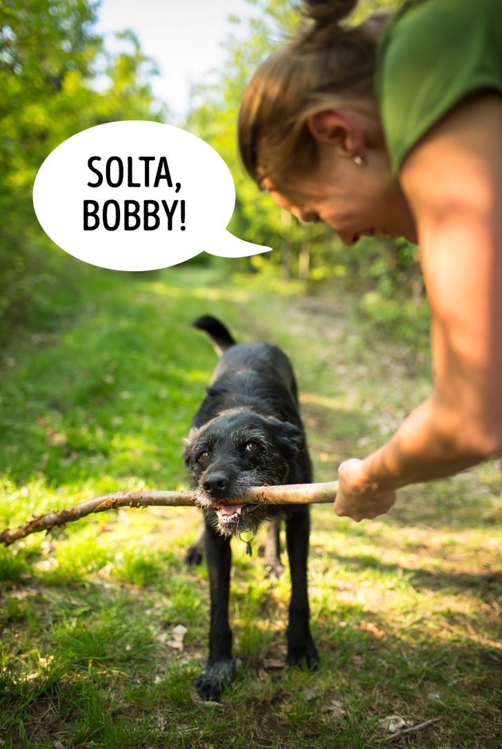 Consulte um veterinário: descarte problemas de saúde subjacentes. - inspiração 2