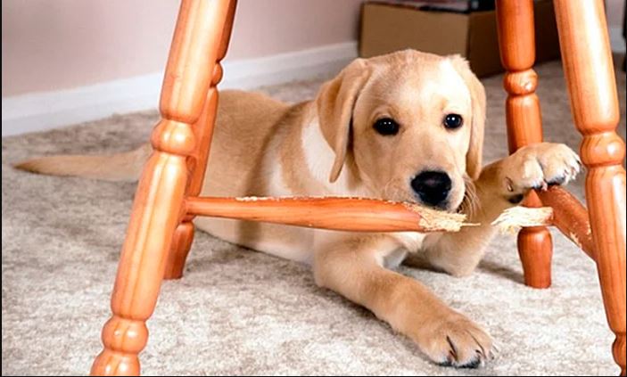 Procure um adestrador profissional: orientação especializada faz a diferença. - inspiração 1