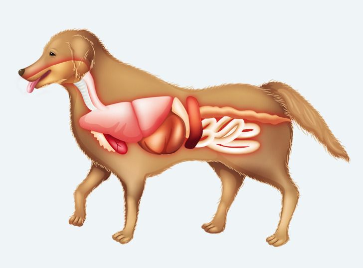 Entenda o desenvolvimento: filhotes e roer, uma fase natural. - inspiração 2