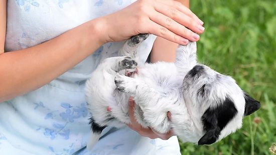 Recompensas e Carinho: Finalizando a Experiência Positiva - inspiração 2