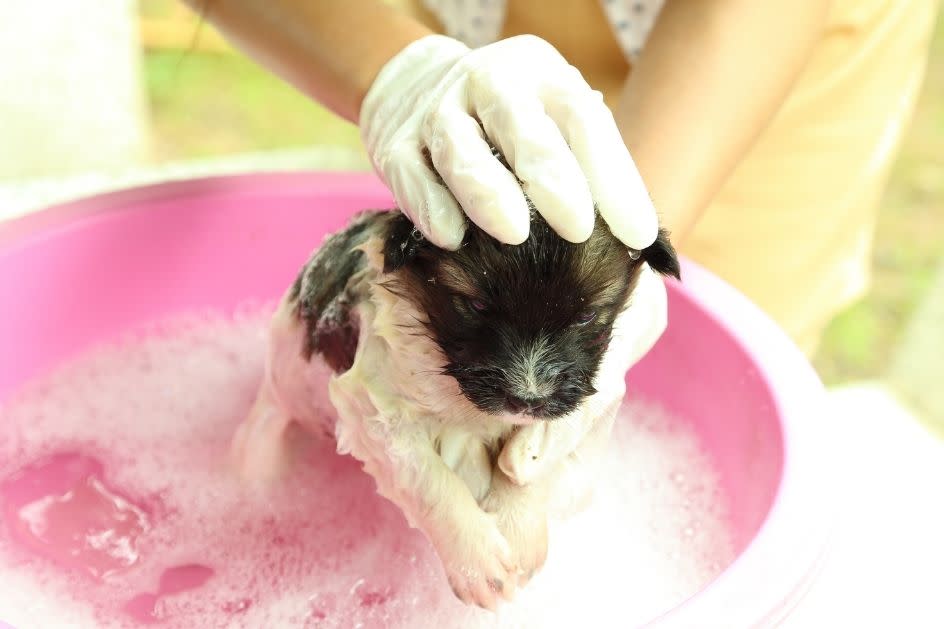 A Temperatura da Água: O Ponto Ideal para o Conforto do Seu Pet - inspiração 2