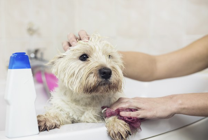 Molhando o Filhote: Começando Pelas Patas e Evitando o Rosto - inspiração 2