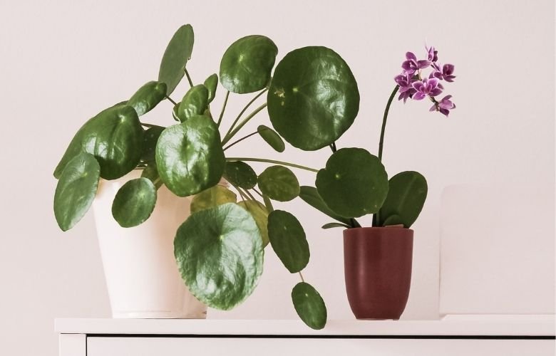 Faça Você Mesma: Vasos Criativos e Econômicos - inspiração 2