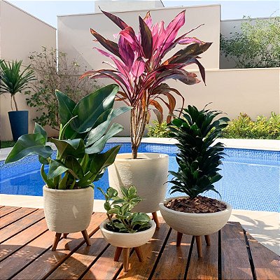 Compre em Atacado: Ótimo para Quem Tem Muitas Plantas - inspiração 1
