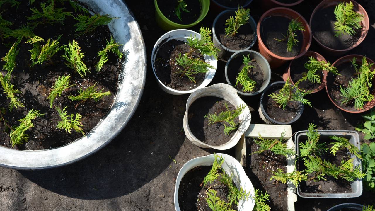 Troque Vasos com Amigos ou em Grupos de Jardinagem - inspiração 2